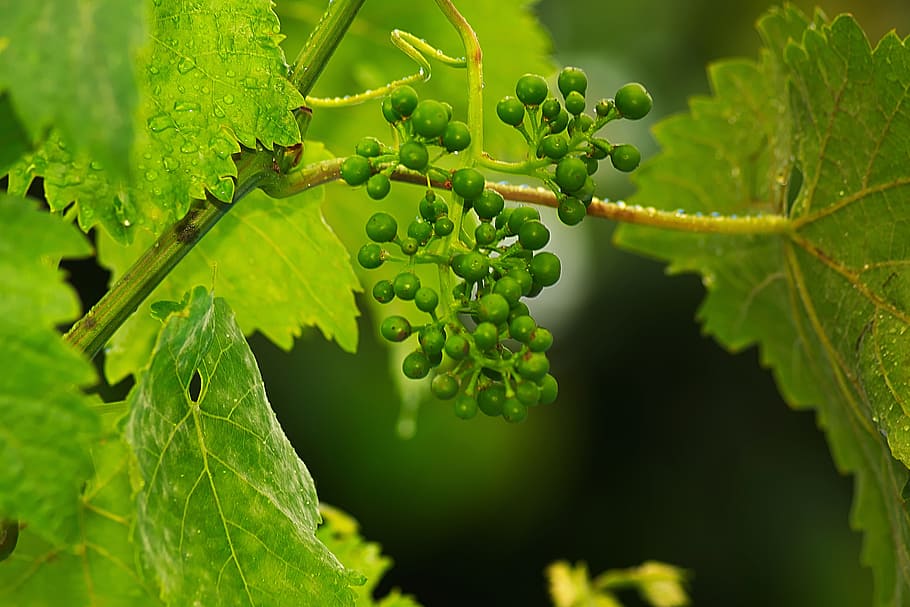 Wine, Grape, Fruits, nature, leaf, green Color, plant, close-up HD wallpaper