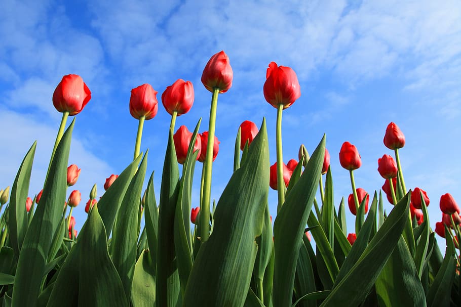 red tulip flowers during daytime, tulips, field, fields, background HD wallpaper