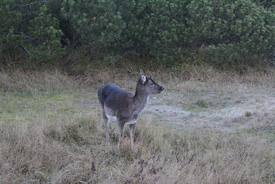 deer, nature, expensive, game, close on, animal themes, animal wildlife HD wallpaper