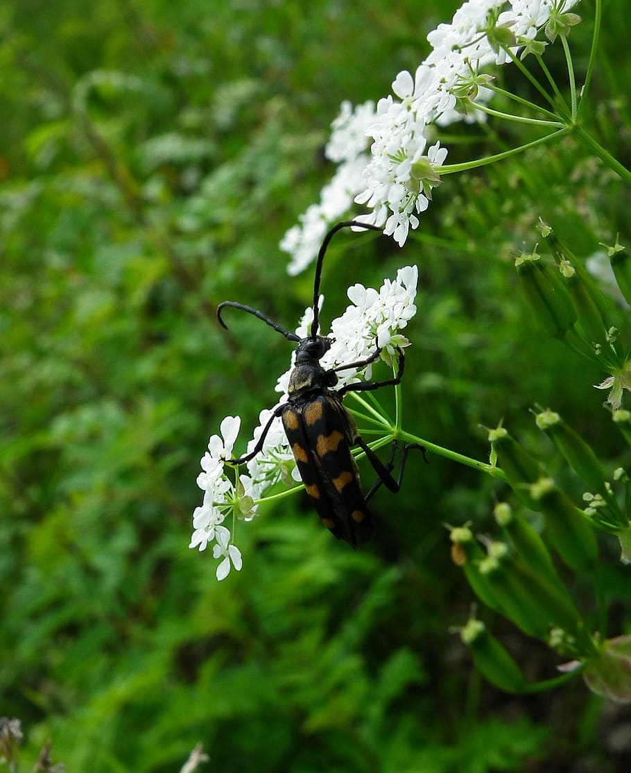 longhorn beetle, bug, insect, animal, wildlife, nature, anthriscus sylvestris HD wallpaper