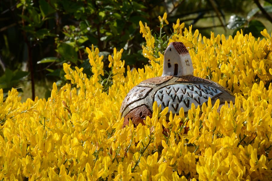 yellow, minizahrada, plant, flower, nature, macro, playhouse, HD wallpaper