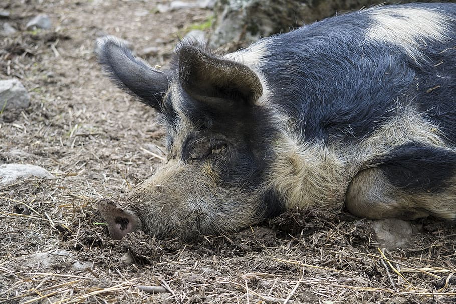 pig, pigs, animals, rest, farm, galt, animal themes, mammal HD wallpaper