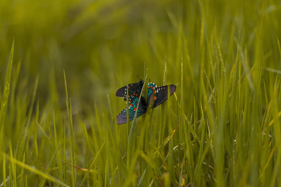 green and black butterfly on green grass, selective focus photography of mating black-green-red swallowtail butterflies while perched on green grass HD wallpaper