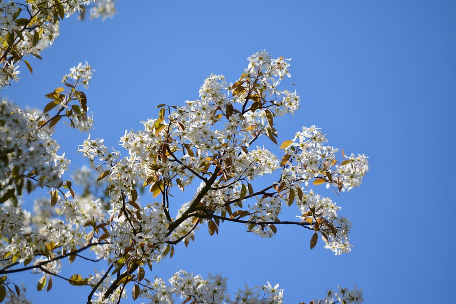 nature, blossoms, spring, bloom, garden, landscape, white blossoms HD wallpaper