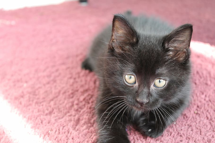 black kitten laying on ground, cute, cat, pet, animal, feline HD wallpaper
