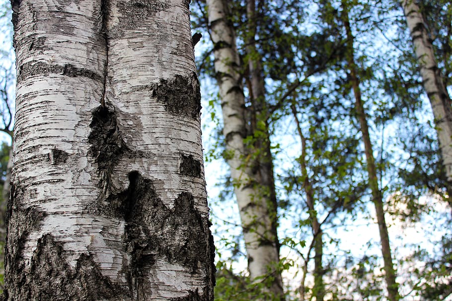 birch, tree, wood, nature, leaf, large, close up, green, leaves HD wallpaper
