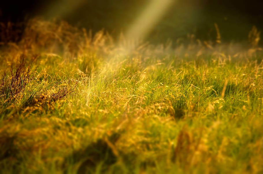 selective focus photography of grains, shallow focus photography of green grass HD wallpaper