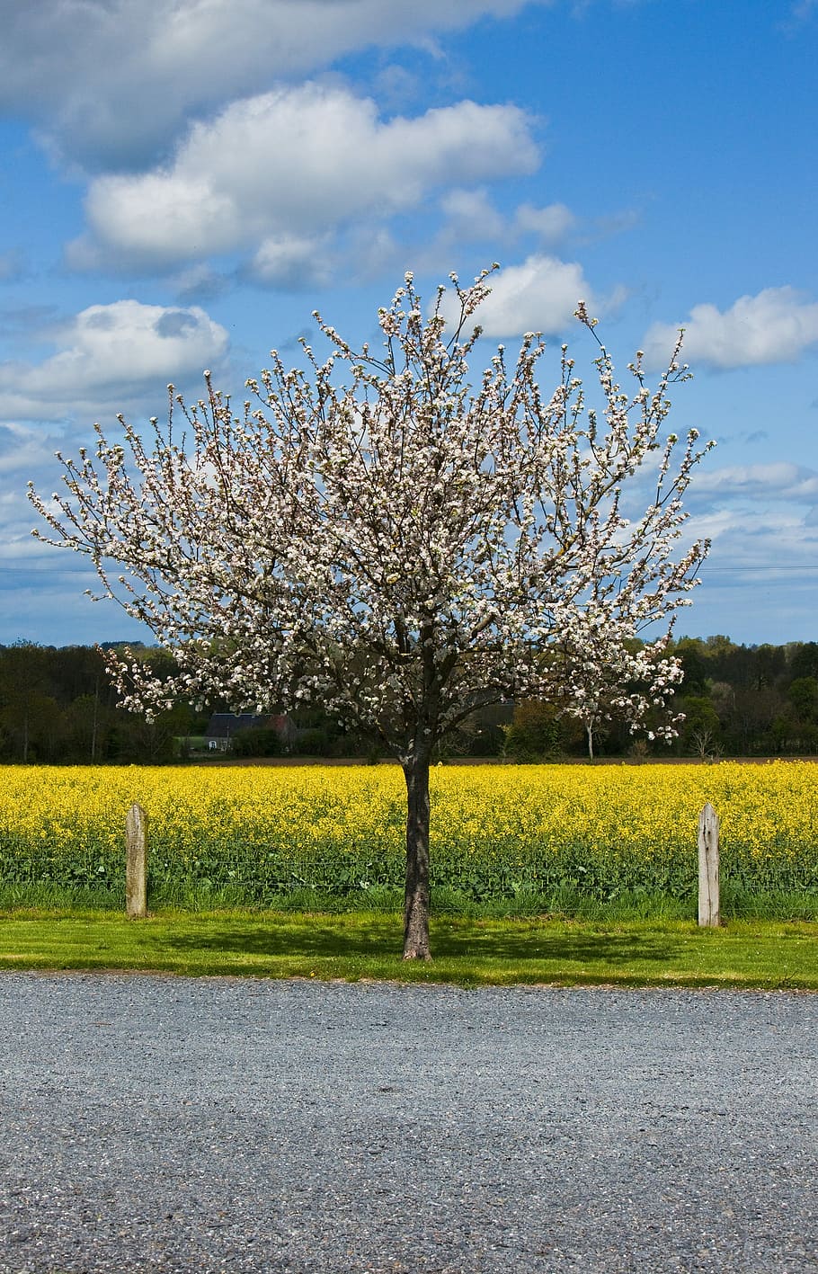 Tree, Flowers, Spring, Cherry, Road, nature, sky, springtime HD wallpaper