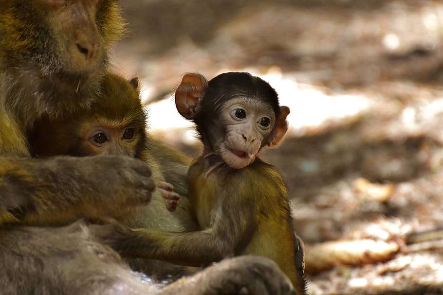 shallow focus photography of monkeys, ape, baby monkey, barbary ape, HD wallpaper