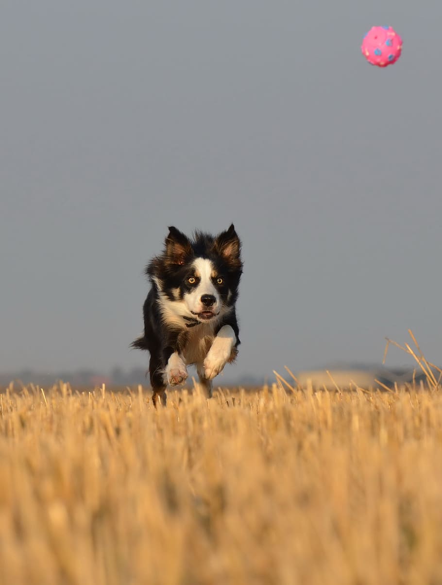 border collie, running dog, field, summer, ball junkie, british sheepdog