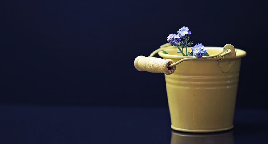 purple forget-me-not flowers in yellow meytal bucket, Purple flower