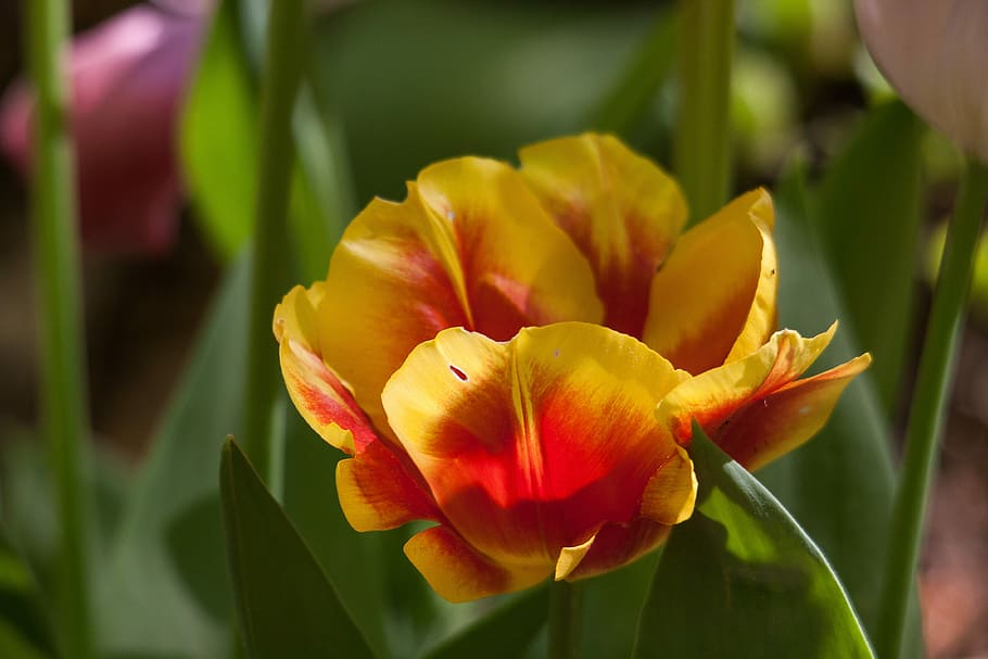 tulip, blossom, bloom, spring, flower, flowering plant, fragility HD wallpaper