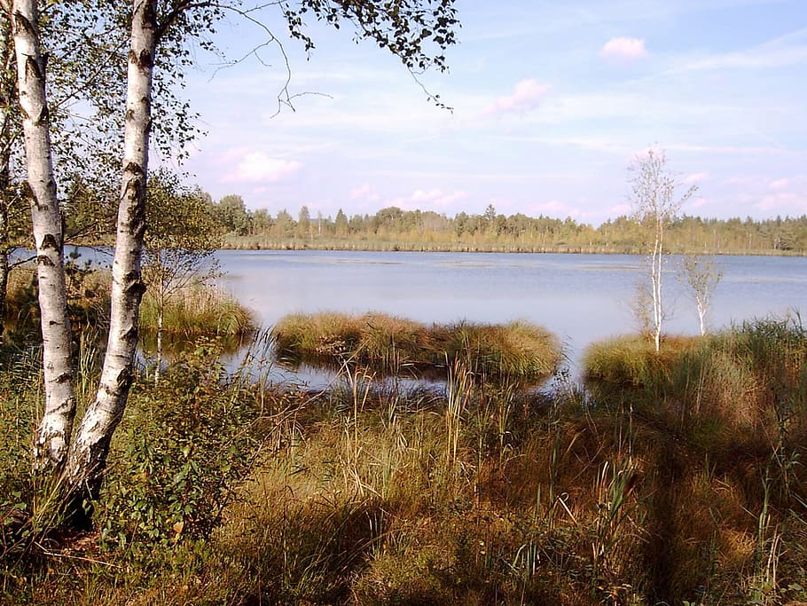 wurzacher ried, moor, lake, birch, nature reserve, landscape