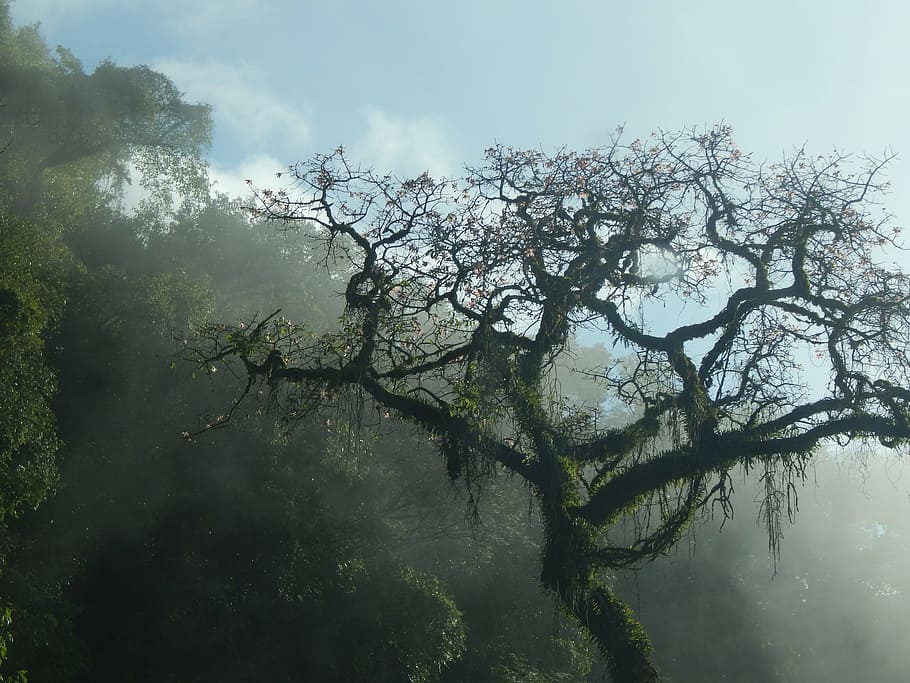 photography of bare tree, mountain, san javier, tucumán, argentina HD wallpaper
