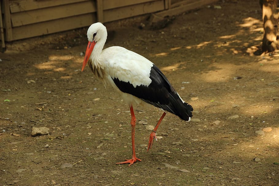 stork, rattle stork, bird, animal, white stork, ciconia ciconia, HD wallpaper