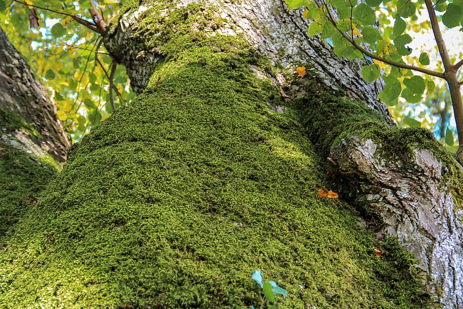 tree, autumn, moss, leaves, autumn colours, landscape, nature HD wallpaper