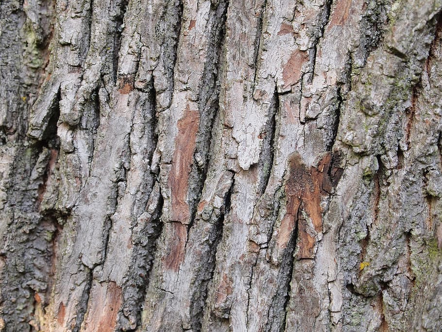 tree, bark, pattern, background, wood, natural, texture, nature HD wallpaper