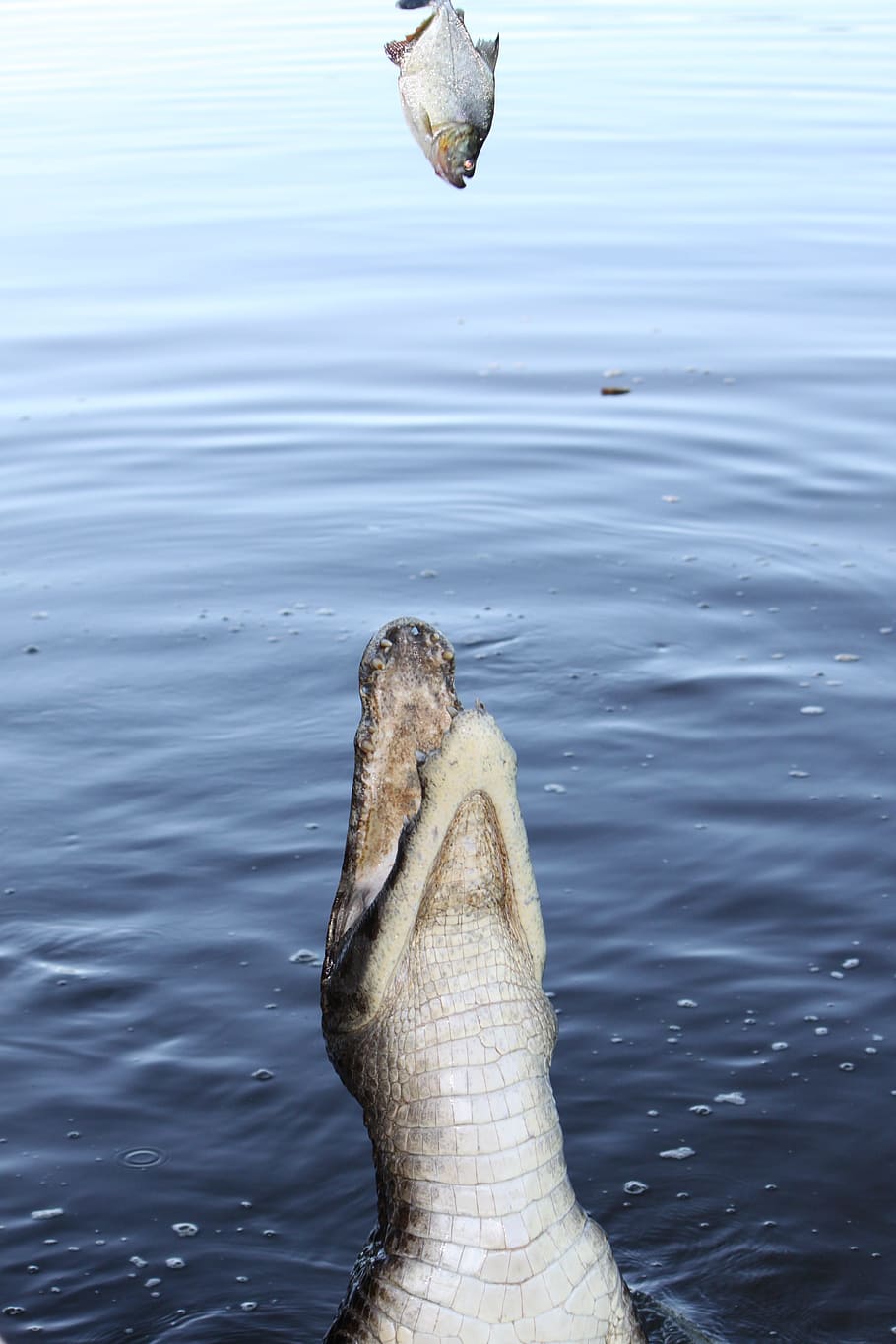 Alligator, Fish, Swamp, one animal, water, animal themes, animal wildlife HD wallpaper