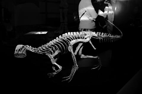 dinosaur, fossils, bone, skeleton, petrification, museum, animal skeleton HD wallpaper