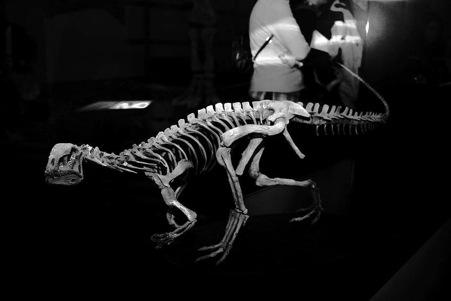 dinosaur, fossils, bone, skeleton, petrification, museum, animal skeleton, HD wallpaper