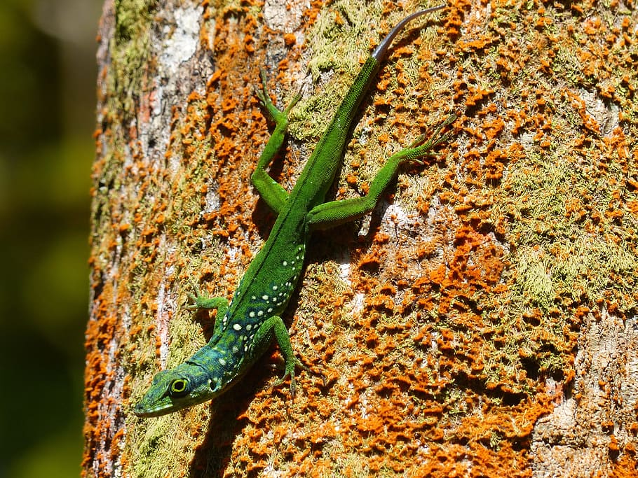 lizard, green, animal, exotic, fauna, martinique, west indies HD wallpaper