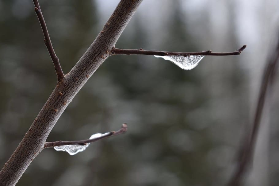 nature, outdoors, winter, tree, leaf, ice, focus on foreground HD wallpaper