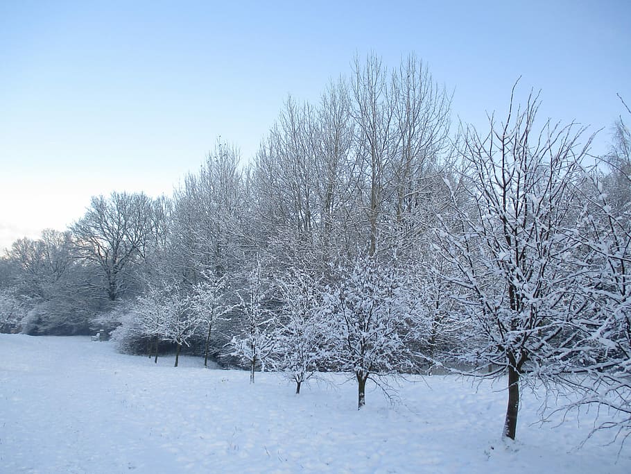 Winter, Tree, Snow, Landscape, park, nature, poland, view, white HD wallpaper