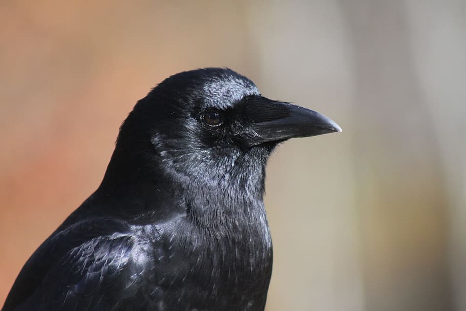 crow, close-up, profile, portrait, one animal, animal themes HD wallpaper