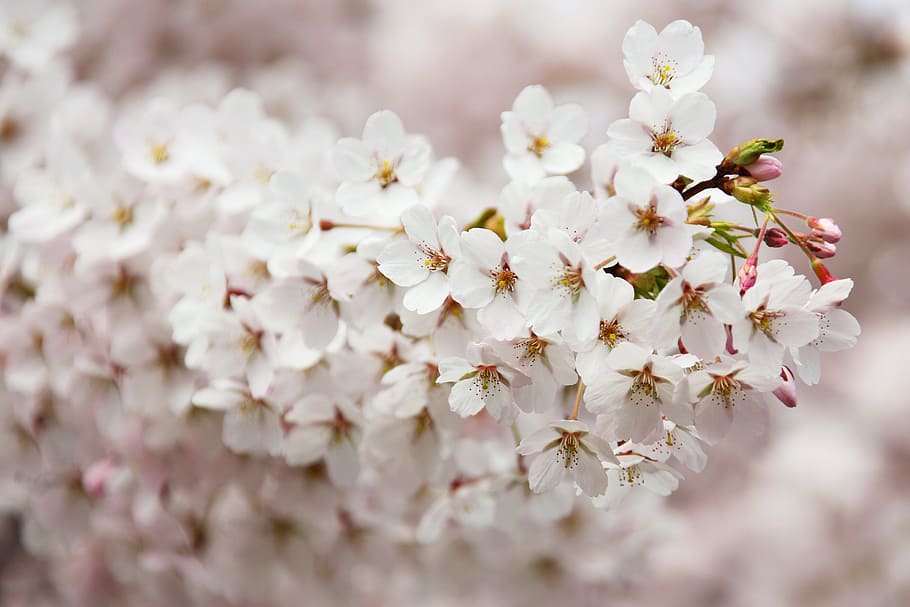 shallow depth of field photo of white petaled flowers, bloom HD wallpaper