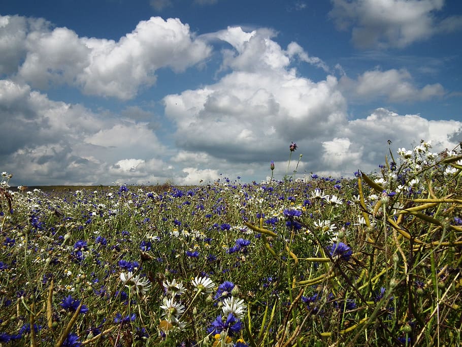 meadow, fields, summer, flower meadow, blue, white, sky, landscape HD wallpaper