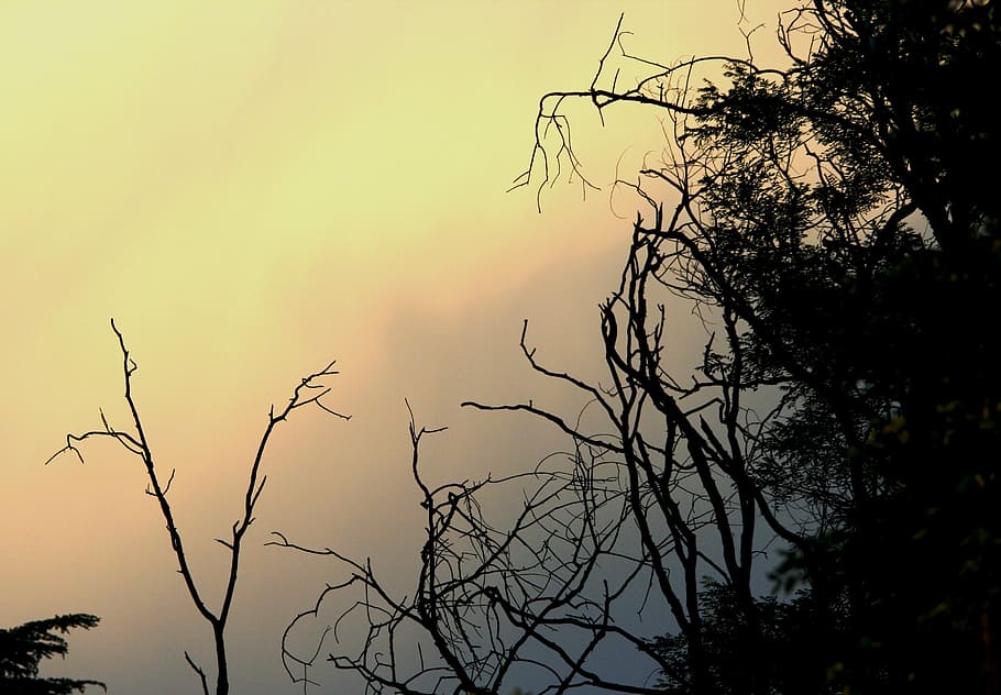 sky, sunset, pink, yellow, grey, glow, trees, twigs, silhouettes HD wallpaper