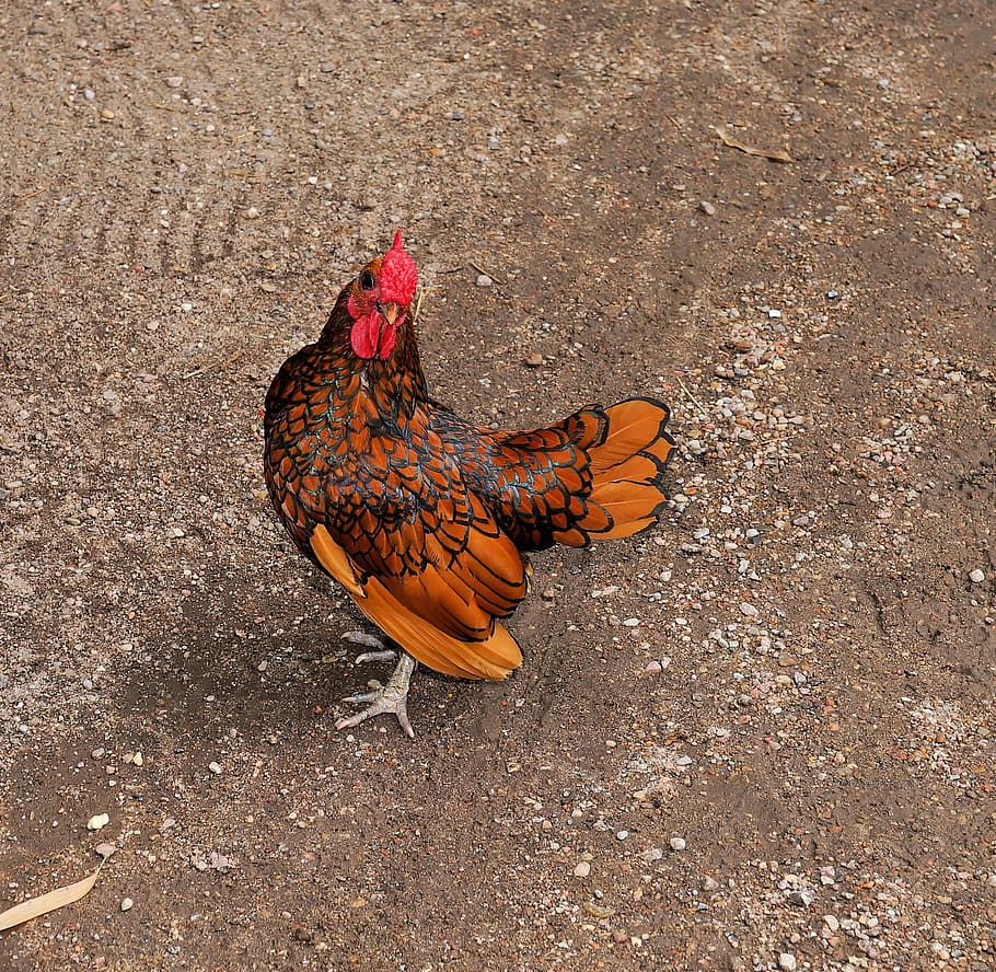 bird, hahn, pride, attention, poultry, feather, gockel, animal HD wallpaper