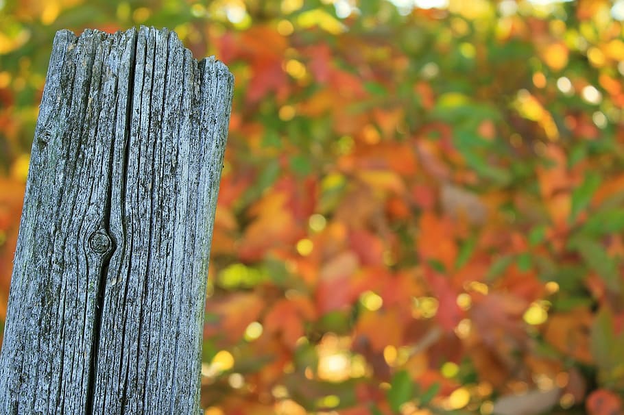 fence post, weathered, worn, split, autumn, color, wooden, colorful HD wallpaper