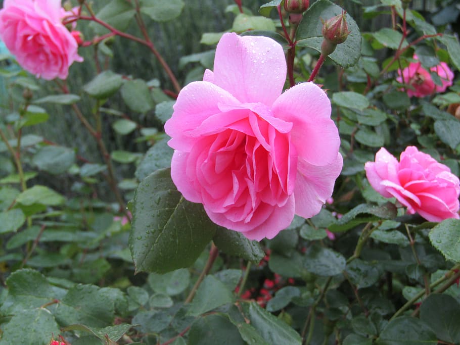 rosa, flower, spring, beauty in nature, plant, flowering plant HD wallpaper