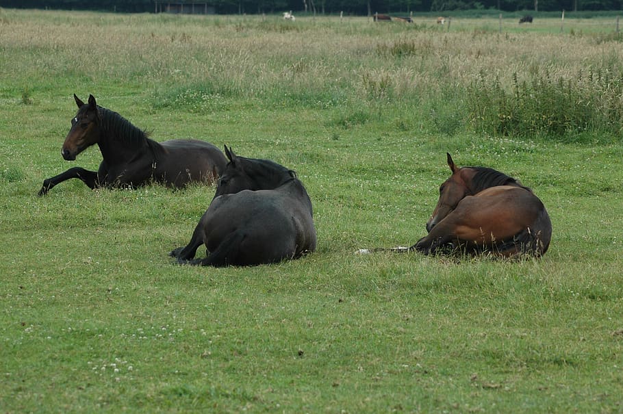 horses, sleep, group of animals, field, grass, land, mammal HD wallpaper