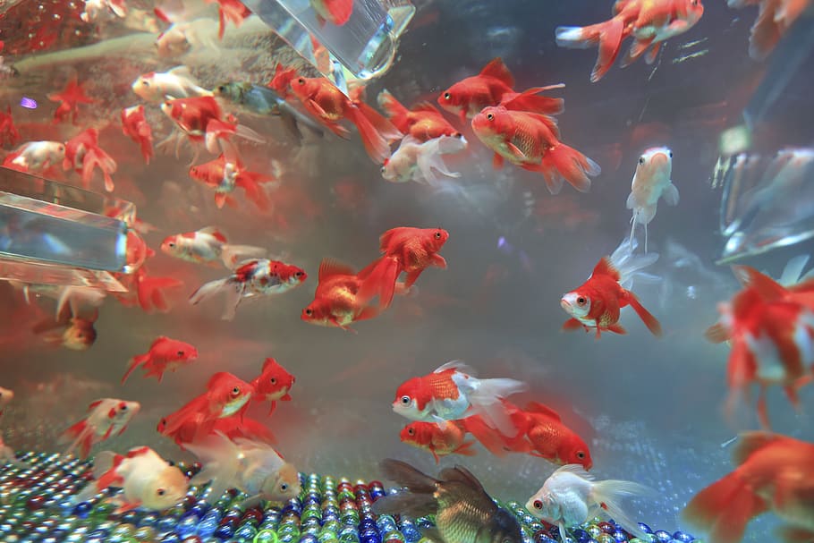 shoal of fish, aquarium, marble, fin, swimming, group of animals, HD wallpaper