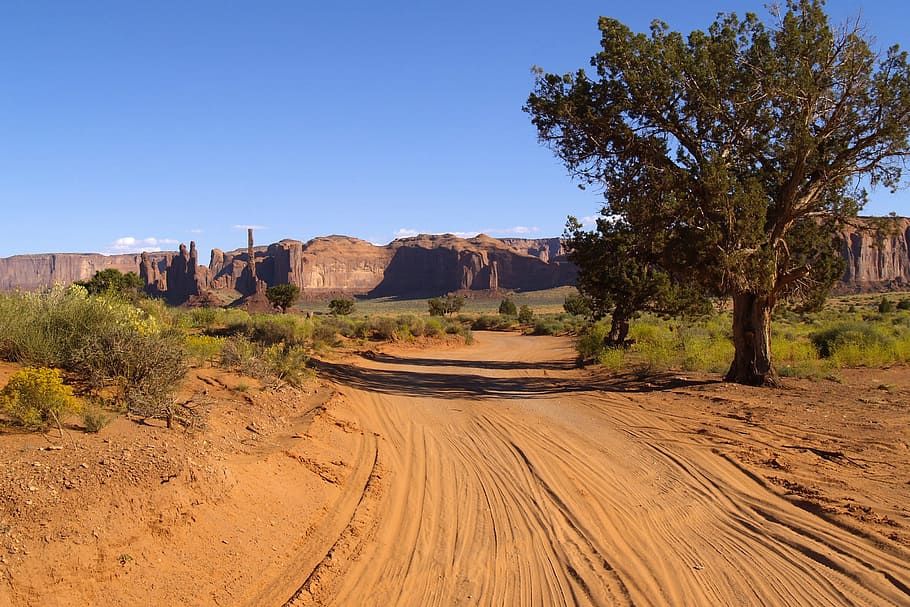 green tree near mountain, Monument Valley, dusty road, red rocks