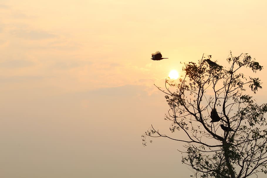 nature, tree, dawn, sunset, silhouette, sky, branch, fair weather HD wallpaper