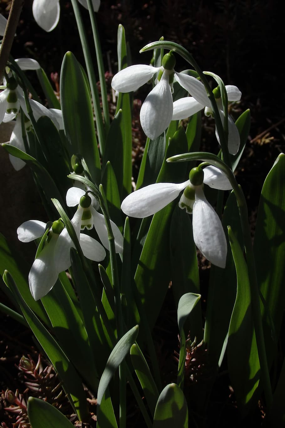 Snowdrop, Spring, Nature, flower, white color, growth, petal HD wallpaper