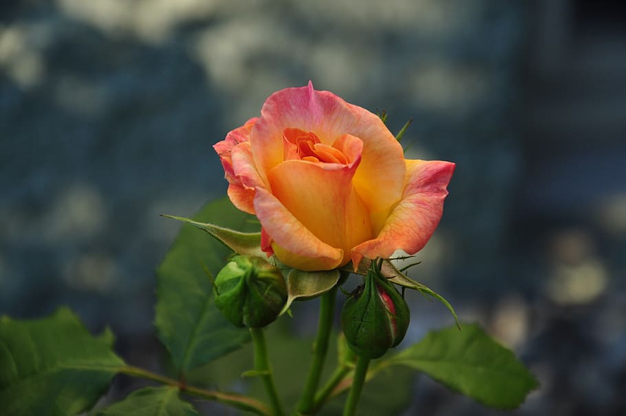 Coloured, Blossom, Bloom, rose, multi coloured, bud, rose bloom HD wallpaper