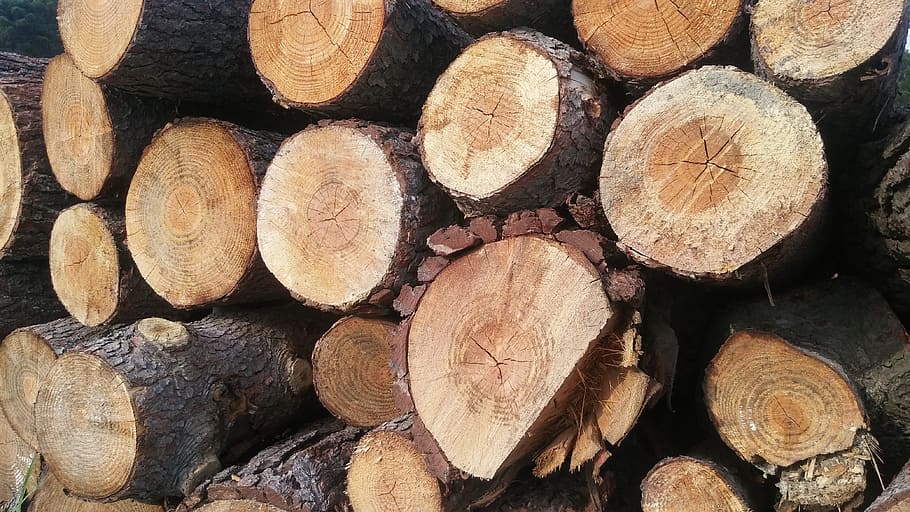 tree, forest, billet, timber, log, wood, lumber industry, firewood HD wallpaper