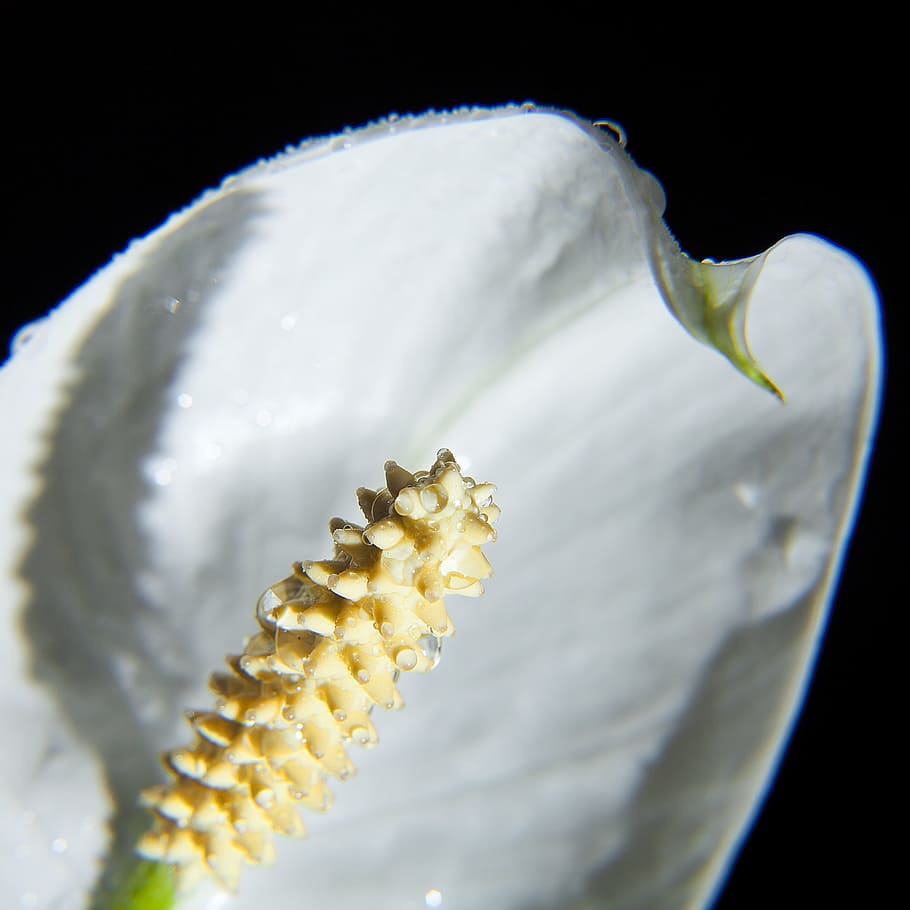 Cala, Natural, Flower, Spring, Macro, natural flower, drops HD wallpaper