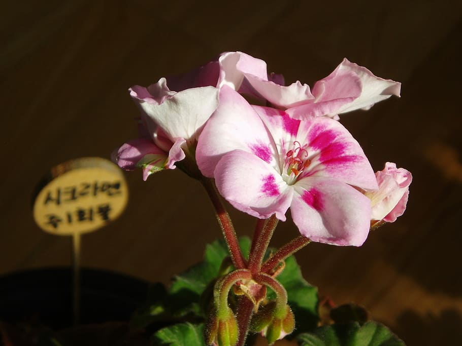 Geranium, Flowers, Pink, Plants, Winter, pink color, petal HD wallpaper