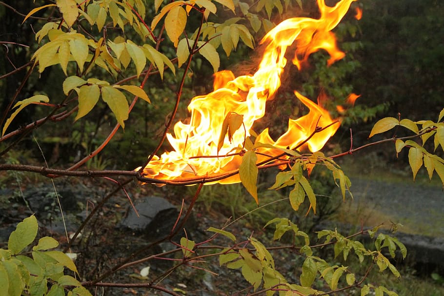 fire, nature, life, forest, flame, burning, fire - natural phenomenon HD wallpaper
