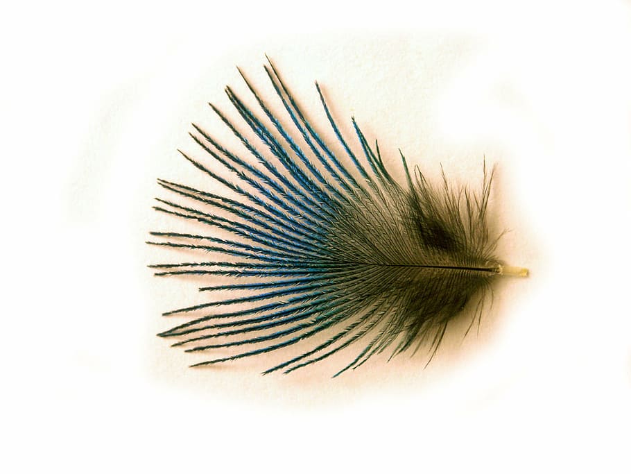plumule, lightness, peacock, shine, subtlety, fine pen, feather HD wallpaper