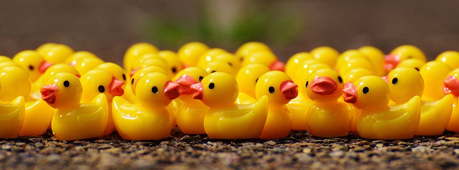 mini plastic figure of ducks, figures, group, cute, sweet, many, HD wallpaper