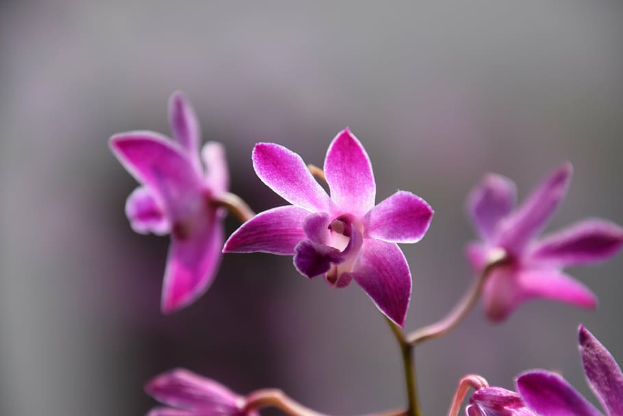 macro, flower, plant, flowering plant, beauty in nature, pink color HD wallpaper