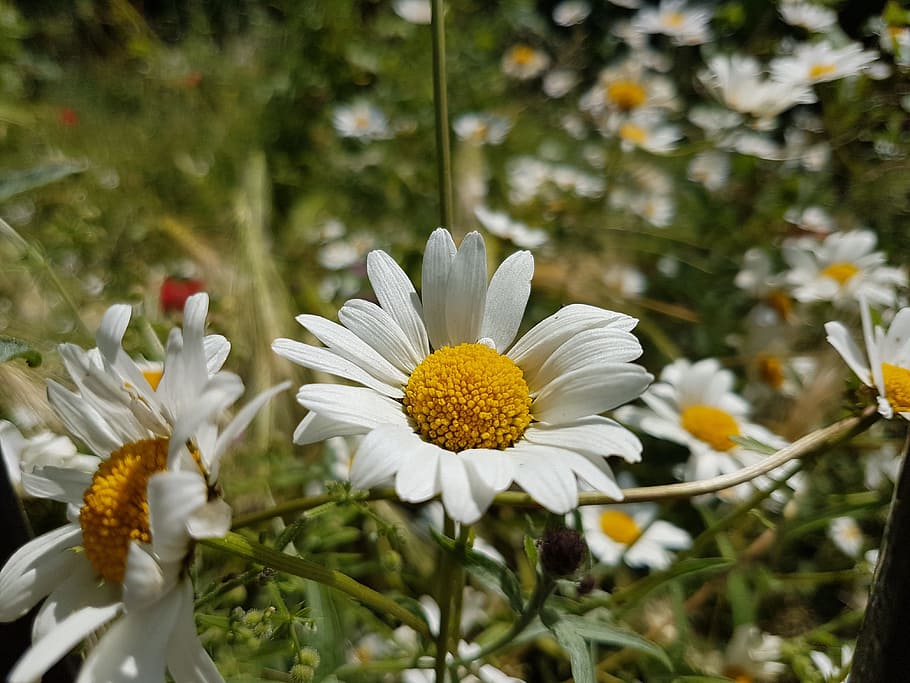 flowers, daisy, nature, flowering plant, fragility, vulnerability HD wallpaper