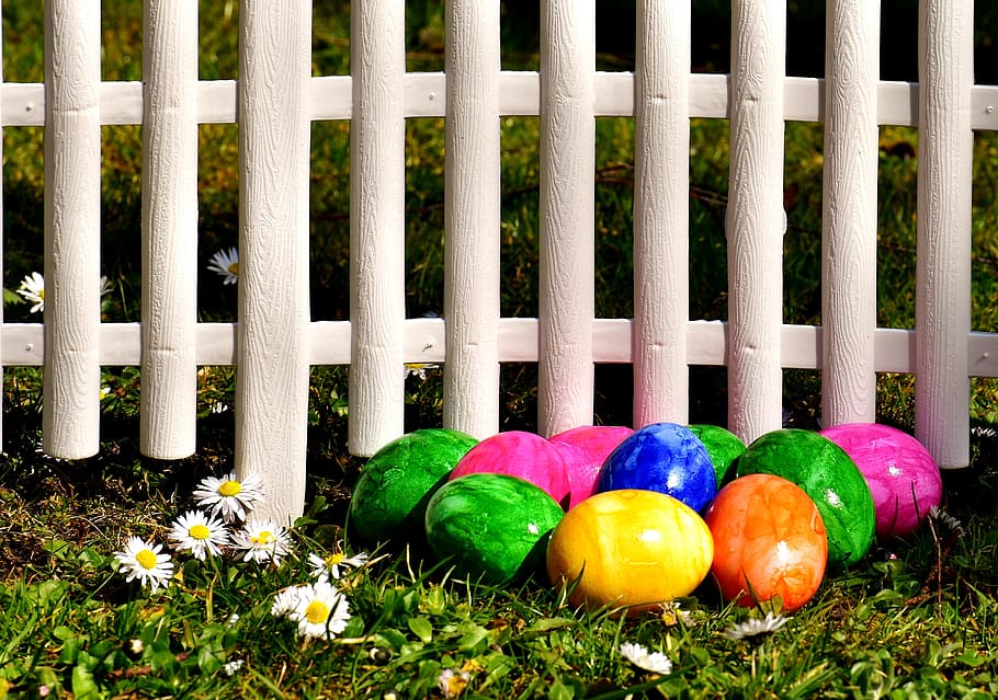 egg, colorful, easter eggs, meadow, fence, daisy, boiled eggs HD wallpaper