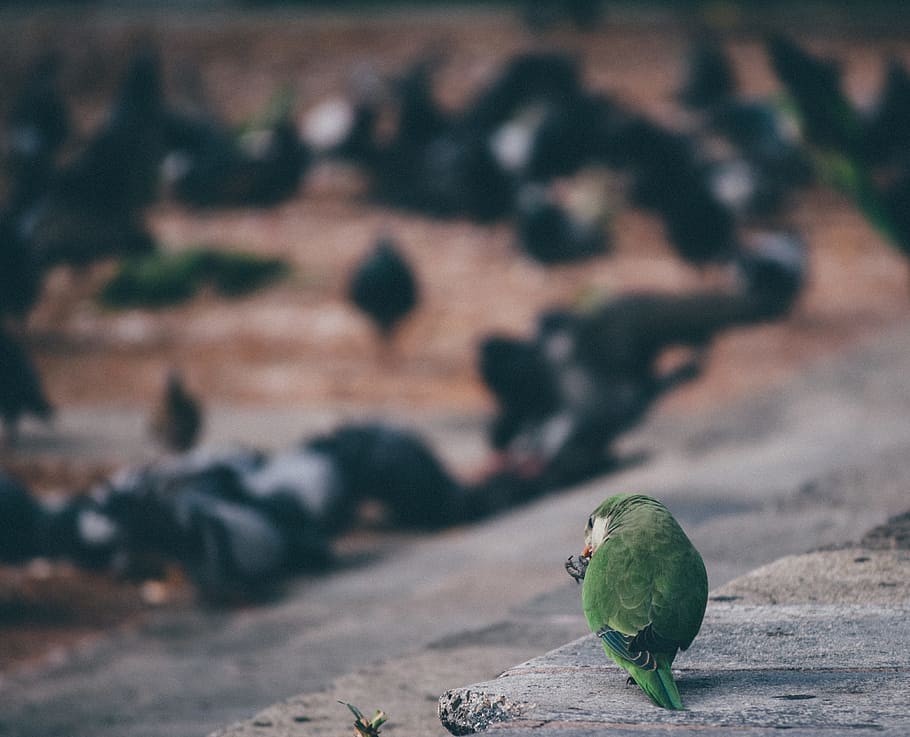 Bird, animals, nature, outdoors, green Color, animals in the wild HD wallpaper